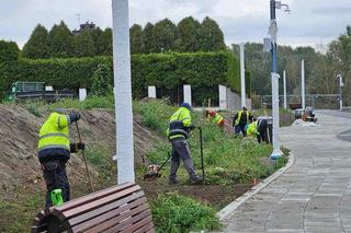 Budowa bulwaru nad Wisłą w Starym Fordonie na finiszu. Trwa akcja zazieleniania