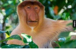 Memy na Dzień Szwagra 