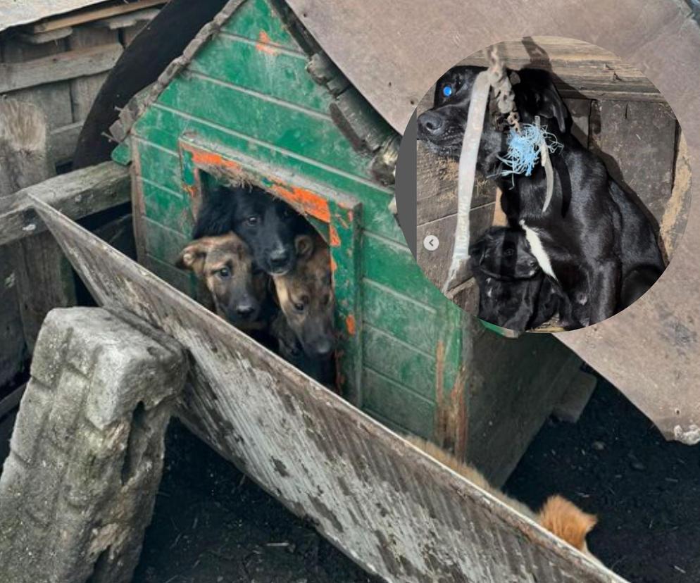 Koty zamknięte w transporterze, psy poupychane w budach. DIOZ interweniowało w sprawie cmentarza zwierząt na podwórku