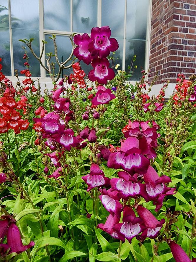 Penstemon 