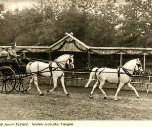 Stadnina koni w Janowie Podlaskim na starych zdjęciach