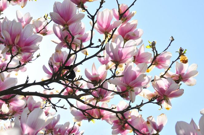 Festiwal Hanami w Powsinie. Celebruj wiosnę w japońskim stylu 