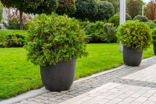 Donice ogrodowe XXL. Jak dopasować kształt i materiał dużych donic do stylu przestrzeni?