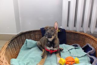 Świdnik. Paloma ma nowy dom. Przygarnęła ją funkcjonariuszka Straży Miejskiej