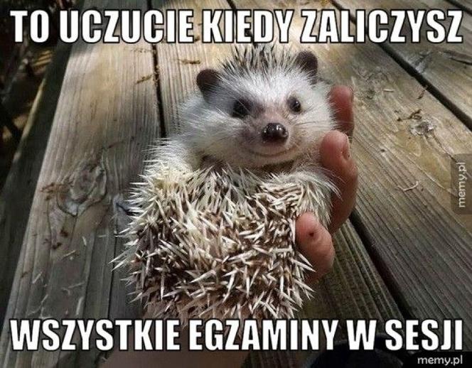 Tak studenci walczą o zaliczenie! Zobacz najlepsze MEMY o sesji!