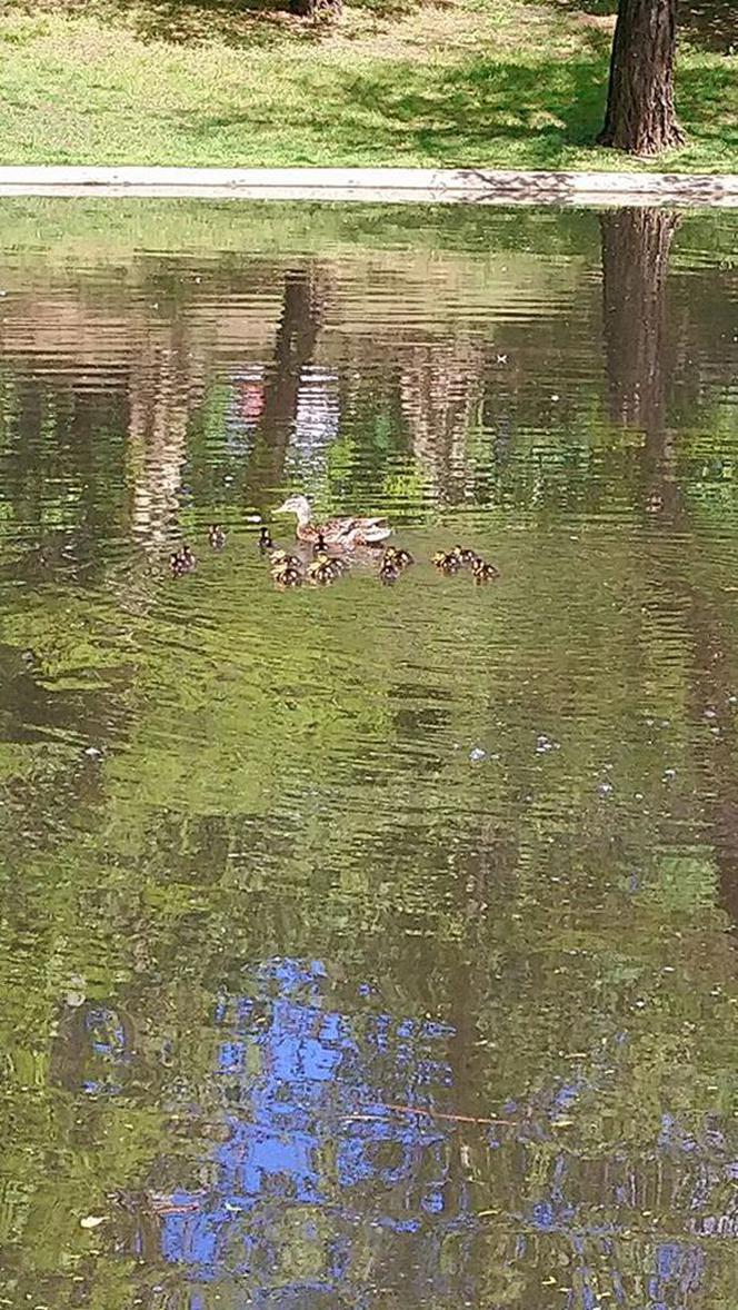 Dwie małe kaczki utknęły w studzience kanalizacyjnej 