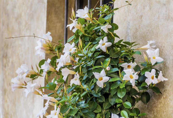 Dipladenia, mandevilla