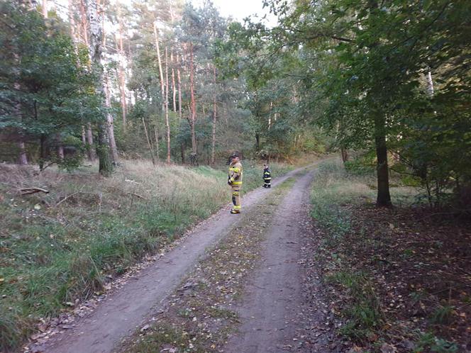 W podbydgoskim lesie zaginął grzybiarz 
