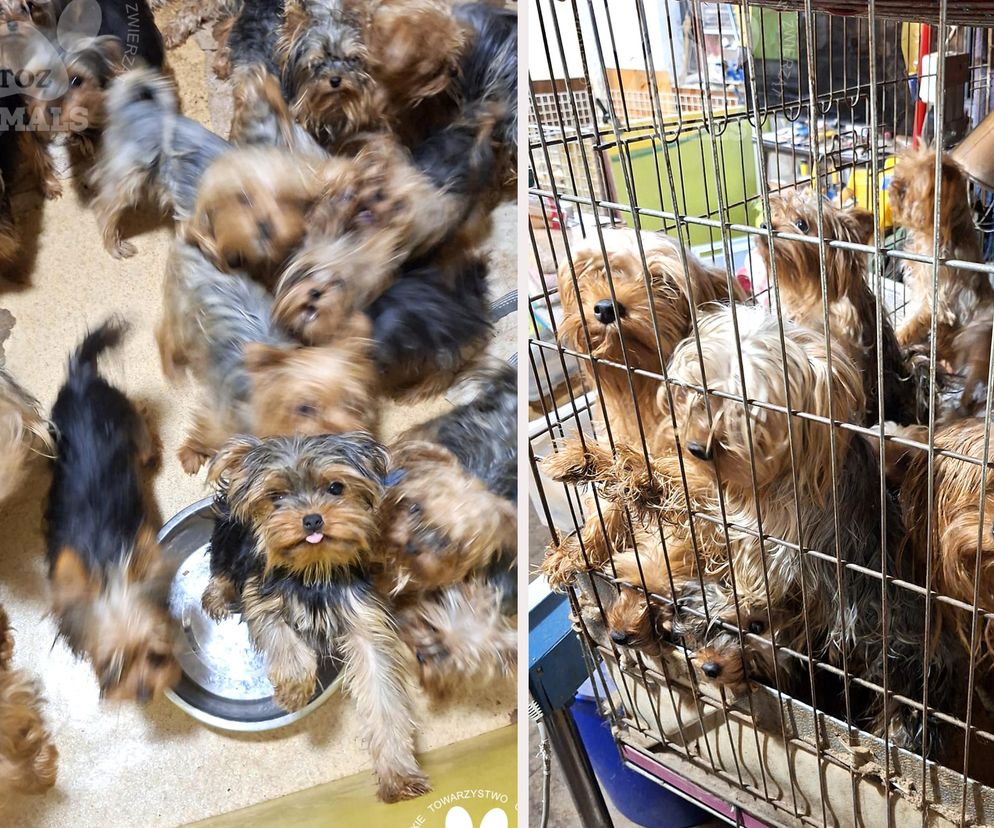 Nie żyje właścicielka pseudo hodowli w Bydgoszczy! 85 psów żyło w strasznych warunkach