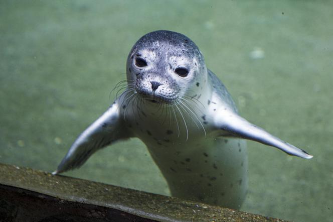We wrocławskim zoo urodziły się dwie foki pospolite