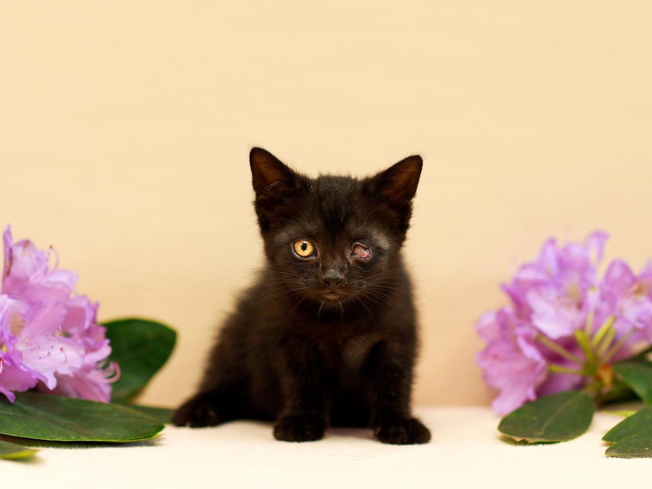 Kociaki czekają. Dzień Kota w elbląskim schronisku