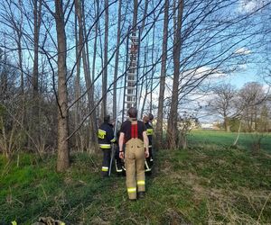 Wystraszony kotek kilkanaście metrów na ziemią
