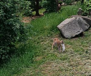 Zwierzęta w zoo we Wrocławiu