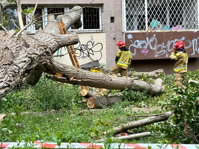  Drzewo runęło na blok! Roztrzaskane szyby w oknach, rozryta elewacja i zarwane balkony