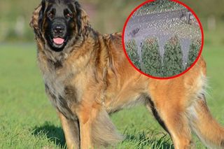 Dramatyczne nagranie z Brennej. Psy goniły dziecko, teraz same nie żyją