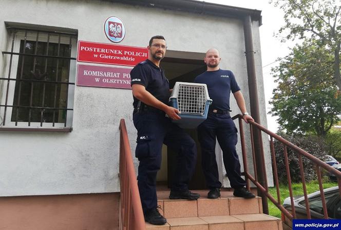 Policjanci pomogli cierpiącym zwierzętom