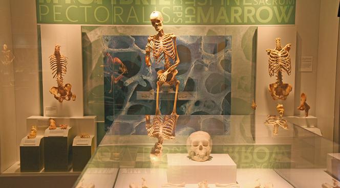 Poznaj ciało w szczegółach