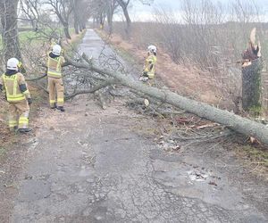 Groźne wichury na Warmii i Mazurach. Drzewo spadło na jadące auto, jedna osoba ranna