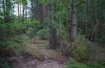 W Puszczy Knyszyńskiej pojawił się niedźwiedź. Ludzie się boją