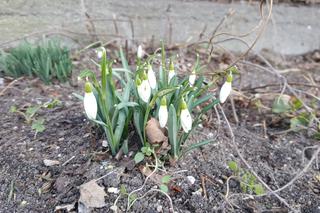 Natura budzi się do życia! W Ogrodzie Botanicznym UKW czuć już wiosnę! [ZDJĘCIA]