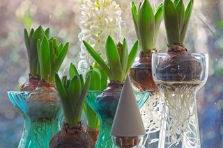 Pędzenie hiacyntów