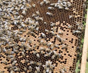 Jak wygląda praca pszczelarza? Dowiesz sie na imprezie w Ochli! 