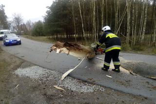 Konar drzewa spadł na ciężarówkę