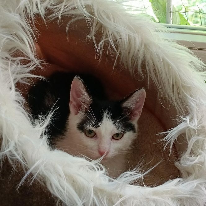 Tramwajowe koty szukają domu. "Fabryka Mruczenia", mały Duńczyk i spółka polecają się do adopcji.