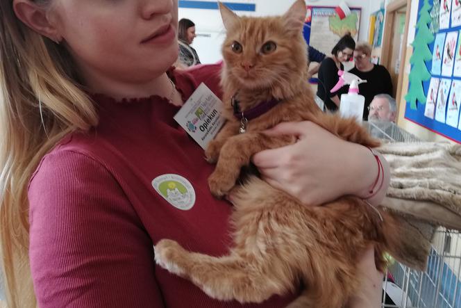 V Pokaz Kotów Rasowych i Wielorasowych