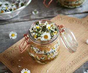 Stokrotka pospolita - właściwości lecznicze