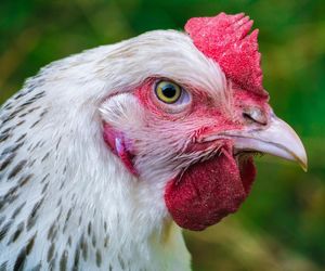 Ostrów. Nowy wirus wśród drobiu. 130 tysięcy ptaków zutylizowanych!