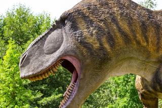 Atrakcje Bałtowskiego Kompleksu Turystycznego. Co warto zobaczyć w czasie wakacji?