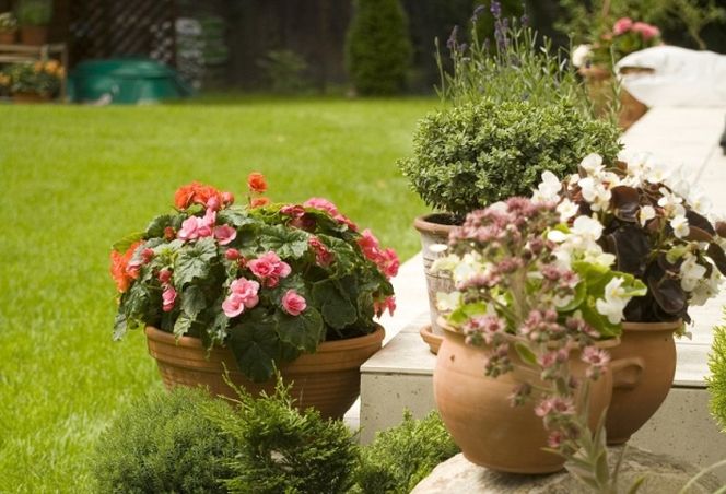 Rośliny doniczkowe - pomysł na aranżację i dekoracje ogrodu