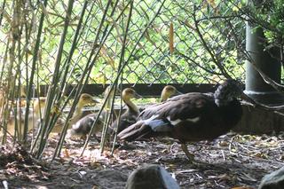 Niesamowite narodziny w warszawskim ZOO. Ten gatunek kaczki znika ze świata 