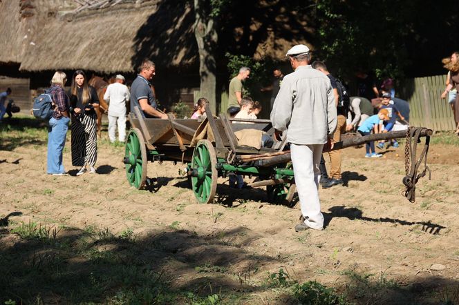 W skansenie w Lublinie pokazali, jak dawniej wyglądały wykopki kartoflane