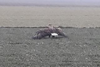 Akcja służb pod Piotrkowem Trybunalskim. Uratowano potężnego orła!