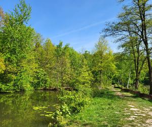 Kraków - Park Tetmajera