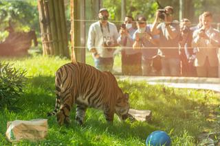 Ambasador Indonezji nadała imię młodej tygrysicy z wrocławskiego zoo