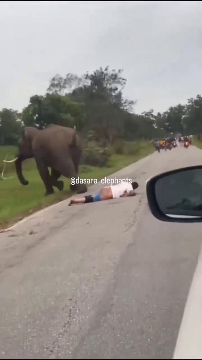 Turysta chciał selfie ze słoniem. Gorzko tego pożałował