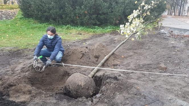 W Toruniu pojawiły się nowe drzewa i krzewy. Nasadzenia w rejonie placu Rapackiego