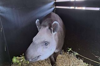 Ulubienica wrocławskiego zoo wyjechała do Francji Tapirzyca Sara bezpiecznie trafiła do Zoo de Cerza 