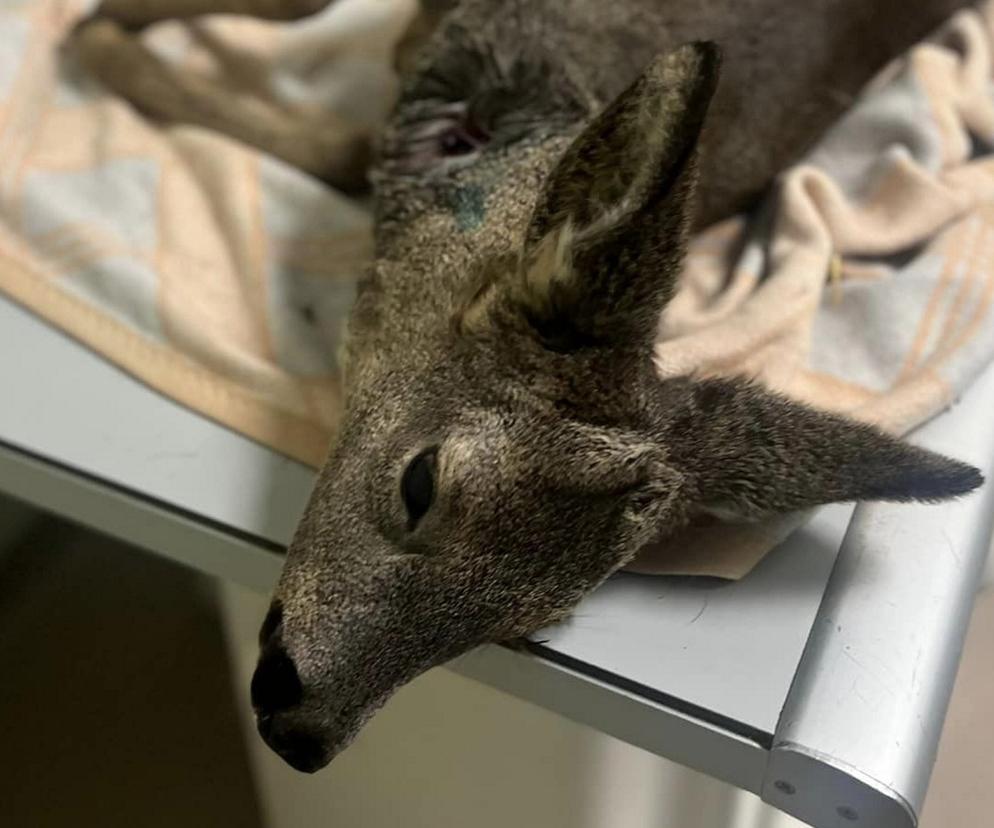 Sarenka Gabrysia pogryziona przez inne zwierzęta