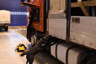 Lubelskie. Psi nos się nie pomylił. Vigo wywęszył papierosy za blisko milion złotych! 