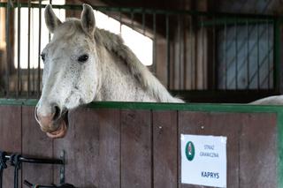 Święto koni - w bieszczadzkiej SG służy ich aż 8!