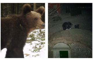 Bieszczady. Niedźwiedzie szukają pożywienia we wsi [GALERIA]