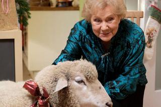 Święta w M jak miłość odcinek specjalny. Barbara (Teresa Lipowska)