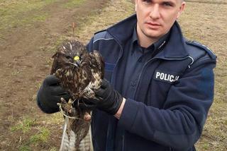 Małopolska: Nietypowa akcja ratunkowa. Policjanci uratowali rannego... myszołowa!