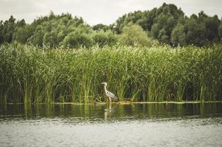 Żuławy Wiślane. Zamki i wspaniałe widoki. Co tu zwiedzić? Zapytaliśmy o to Wędrowne Motyle