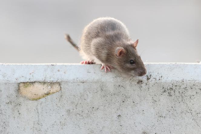 Inwazja szczurów na Wiatraku