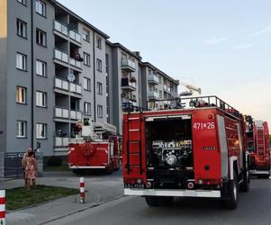 Lubelskie: Pożar kuchni w bloku. Strażacy wynieśli kota z zadymionego mieszkania